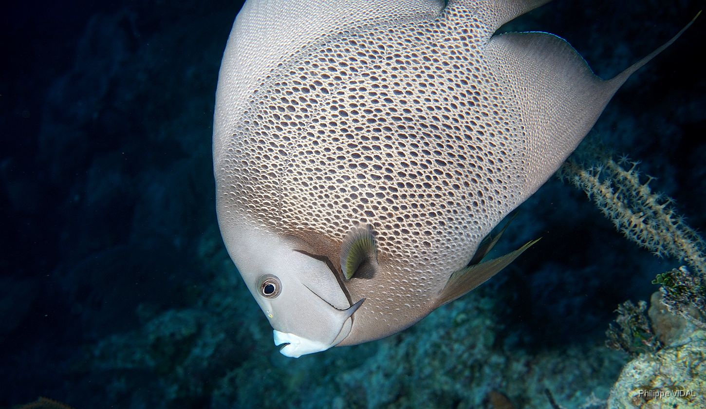 MediaEarth - Bahamas 2017 - DSC02304_rc - Gray Angelfish - Pomacanthus arcuatus.jpg